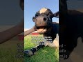 5 signs a cow is happy 