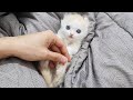 Which Part of the Kitten can I touch?│Cat Physical Touch Test