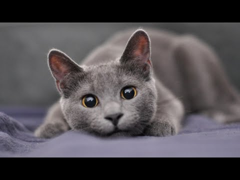 Video: Cat Remake van 