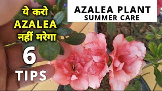 अब Azalea गर्मियों में नहीं सूखेगा, ये करो अजेलिया नहीं मरेगा, How to care Azalea plant in summer