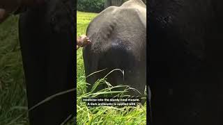 Elephant's Hidden Wound Revealed... The Cause Will Shock You! (Wait for 00:30)