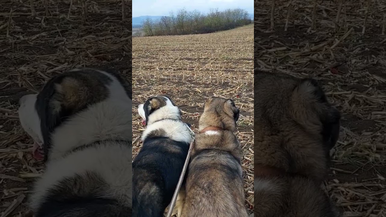 CIOBĂNESC DE ASIA CENTRALĂ🐻