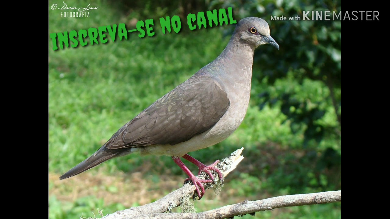 Canto De Lambu Pe Roxo Sua Musica O Melhor Canto Para Atrair Juriti Pupu Canto Original Confira Descricao Youtube