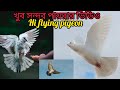 পায়রাদের উড়া শেখানোর গোপন টিপস। #pigeonlover #pigeonlover #trendingvideo 