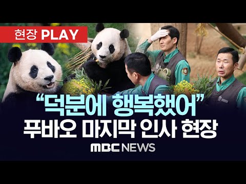 &quot;덕분에 행복했어&quot;…판다월드 푸바오의 마지막 출근길 - [현장PLAY] MBC뉴스 2024년 03월 03일