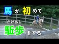 アリエル(馬)が人を乗せて初めて駈歩（かけあし）をしました。～アリエルの成長日誌⑨～