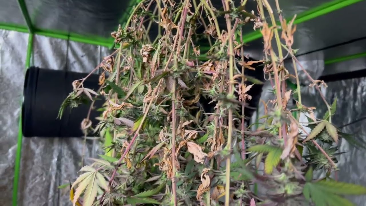 Lofty Groves | Week 10 Harvest Cannabis Flower Cycle Edited YouTube Version S3 ep10