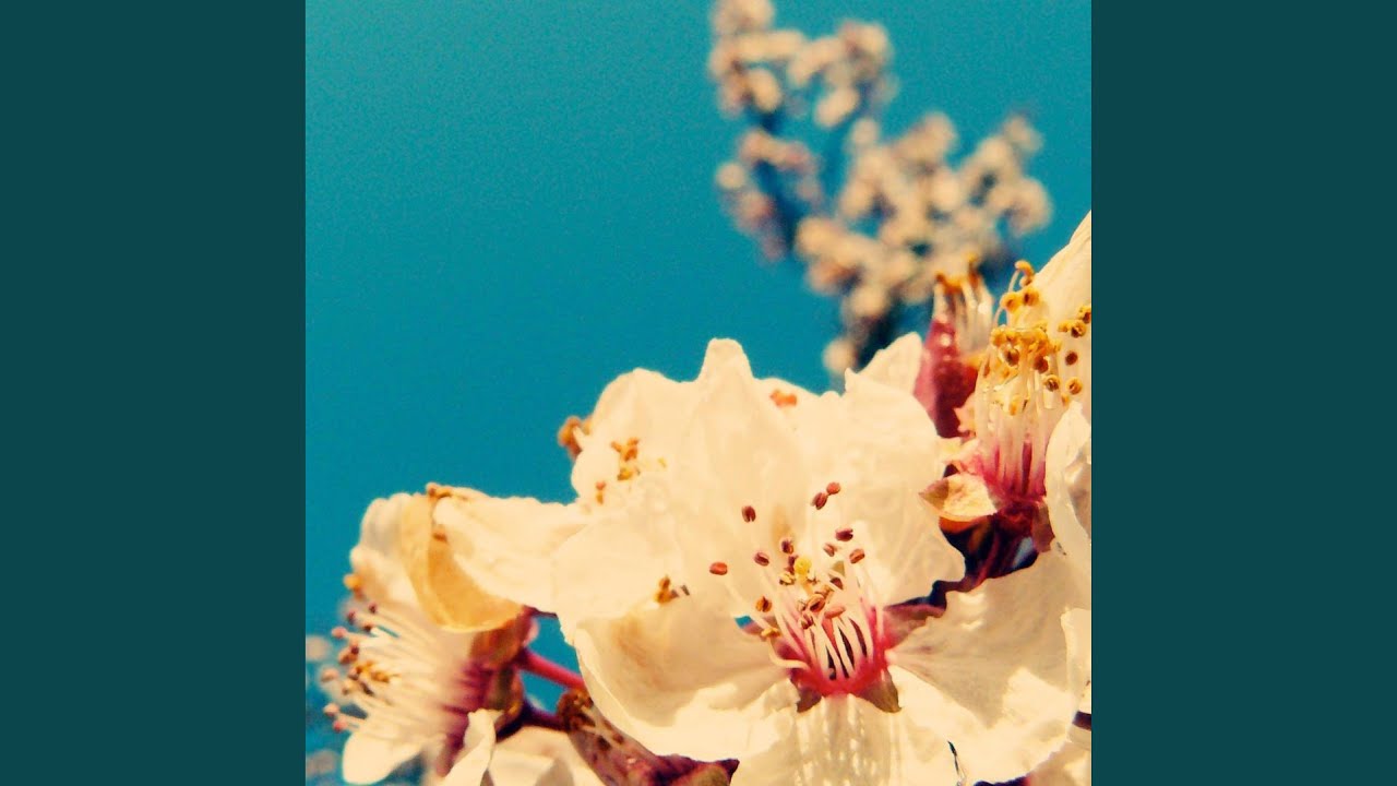 Watch ButterFly on YouTube Watch ButterFly on YouTube