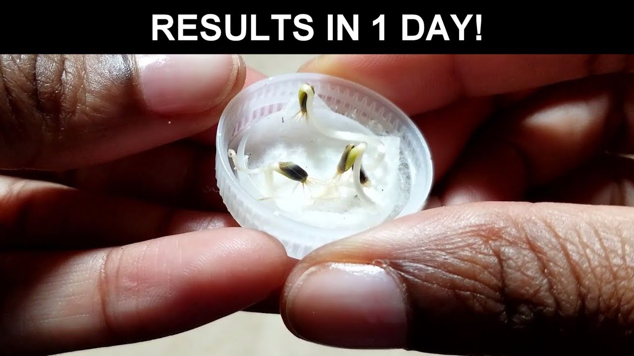 The best way to germinate seeds fast YouTube