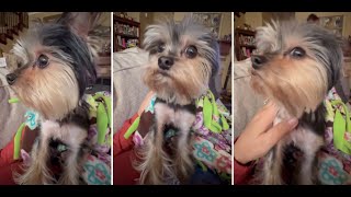 Yorkie Needs Constant Reassurance from Mom