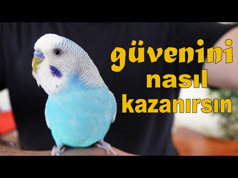 Muhabbet Kuşu Güvenini Nasıl Kazanırsınız 3 Adım