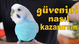 3 Ways to Gain Your Budgie Trust