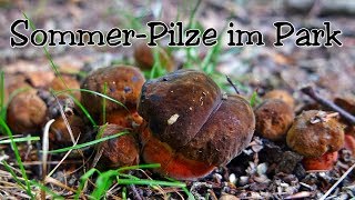 Sommer-Pilze im Park - Pilze suchen Mitte Juli 2017