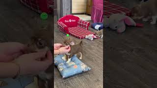 Лиловая и шоколадная чихуахуа 2 месяца #купитьщенка #чихуахуа #chihuahua #щенкичихуахуа #собаки