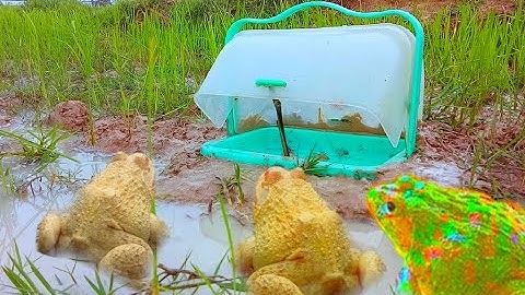 Boy is Trap frog in Cambodia In Hole