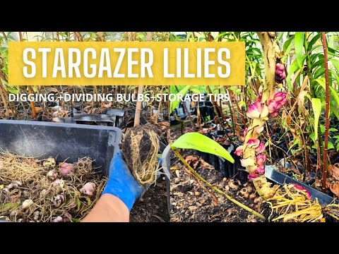 STARGAZER LILIES: DIGGING OUT & DIVIDING BULBS + STORAGE TIPS