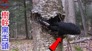 [生物放大鏡]世界上最大的神祕巨物 | 世界最大蘑菇真相 | 樹木的怪異黑舌頭