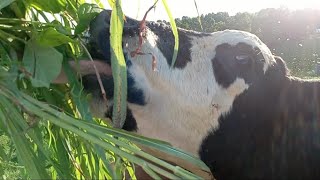 How to tame wild and crazy cows