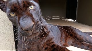 Rare Black Panther Filming with Kahn | The Lion Whisperer