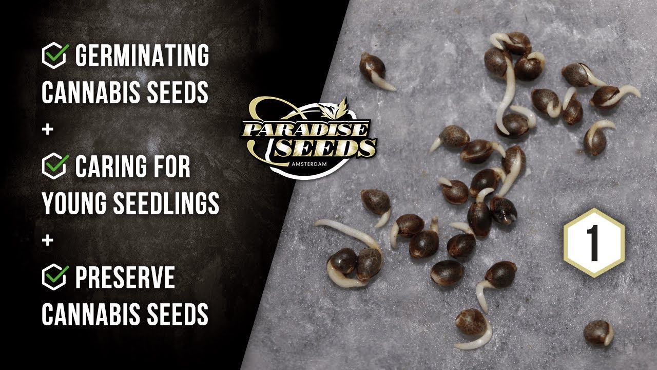 PARADISE SEEDS SKUNK WORKS PROJECT EP#1: WELCOME TO PARADISE
