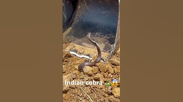 कोबरा 🐍🤯😱 #shorts