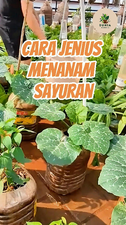 Cara Jenius Menanam Sayur Tanpa Sering Disiram #hidroponik