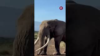Adiós a Craig: uno de los últimos elefantes de colmillos gigantes