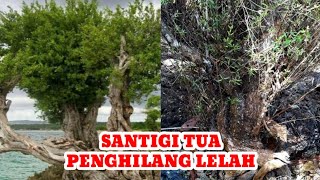 Bahan Bonsai di Alam Liar Semangat Ketika Mereview Bahan Bonsai Santigi #santigi #bonsaisantigi