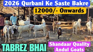 12000/- Onwards Shandaar Quality Andul Goat At TABREZ BHAI | 2016 Qurbani Ke Andul Bakre Mumbai