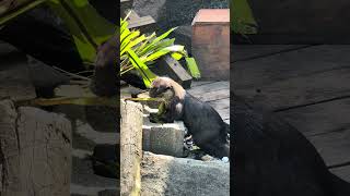 2026.8.1 & 8.22 Small Clawed Otter 小爪家的山蘇😄