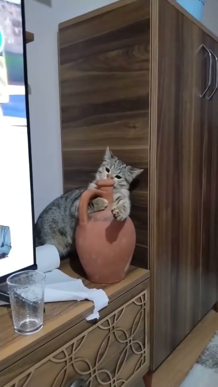 funny  kitten ♥️ ♥️ ♥️ ♥️ ♥️ ♥️ ♥️ ♥️
