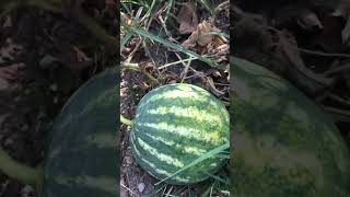 Köy Hayatı Severler Ka Abone Oldu Bile Şfet