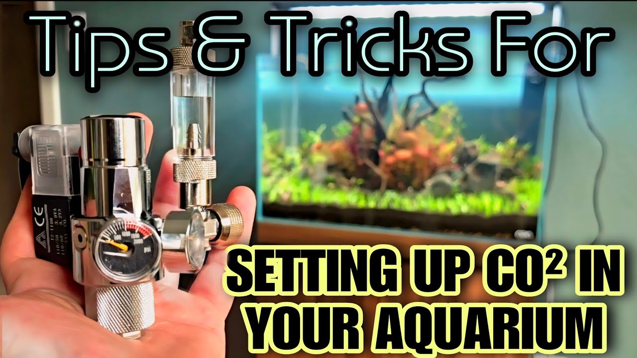 How to Install A Pressurized CO2 System in Your Aquarium: ADA or ...