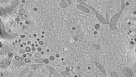 3D EM of Mitochondria in Cells
