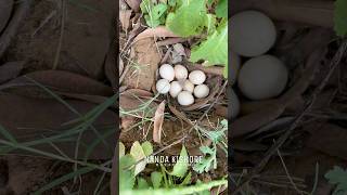 Snake 🐍 and eggs 🥚 vlog #minivlog #explore #rayavaramnandakishore #vlog #dangerousanimals #snake