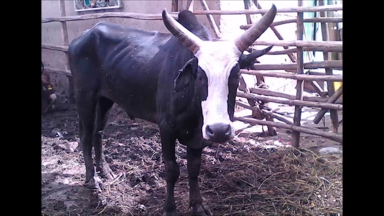 badany koko TSY MIALY