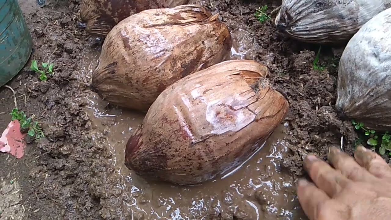 CARA CEPAT Semai Bibit Kelapa Gading Kuning #bibitkelapagading#kelapagadingbali