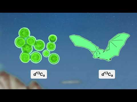 Science for Bats
