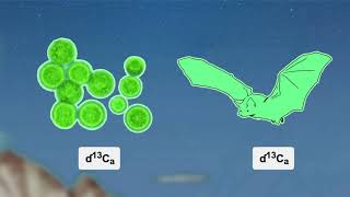 Science for Bats