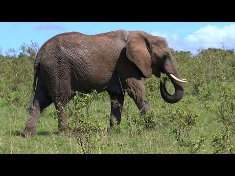 Video: Welche Tiere Leben In Der Steppe