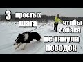 Как отучить собаку тянуть поводок