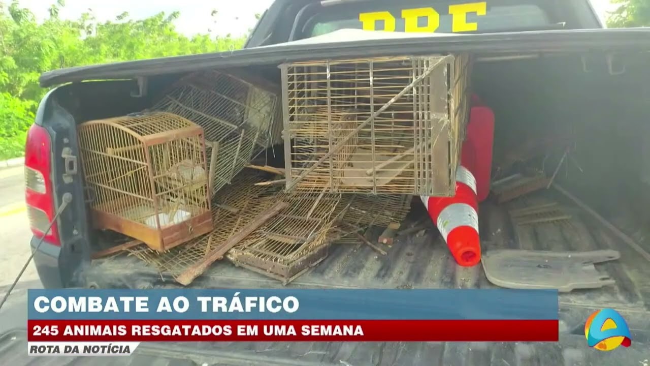 Rota da notícia - Polícia resgata 245 animais em operação contra o tráfico