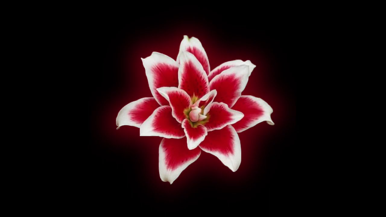 ✩ Random Sped Up & Slowed edit audios bc im addicted to tiktok pt45 + timestamps !! ✩