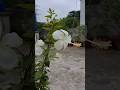 Aesthetic Morning Garden: Plucking Fresh Hibiscus #GardenTherapy#NatureLovers#Gardening Tips#Shorts