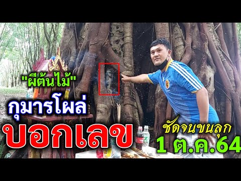 กุมารโผล่ บอกเลข กลางต้นไม้ ชัดจนขนลุก 1/10/64 เลขเด็ด หวยดัง