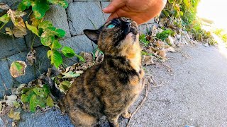 最初は隠れようとしたけどやっぱりモフられに出てきた野良猫がカワイイ