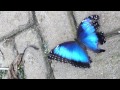 Costa Rica Morpho Butterfly