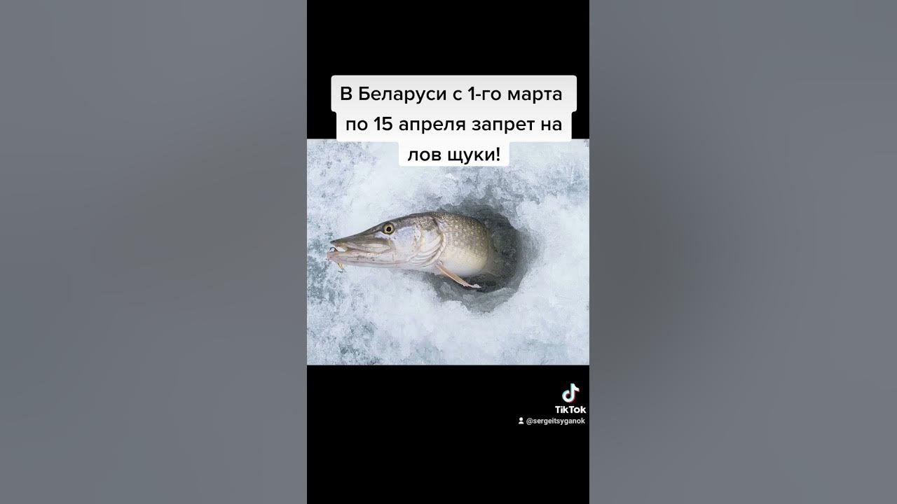 Весенний запрет на щуку