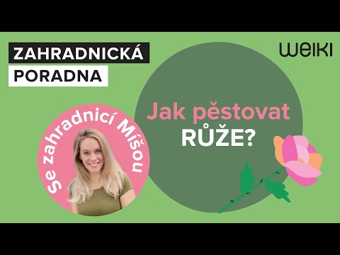 Video: Růže v květináči. Jak se starat?