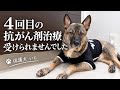 4回目の抗がん剤治療を受けられませんでした。それでも、いとに1秒でも長く生きてほしい